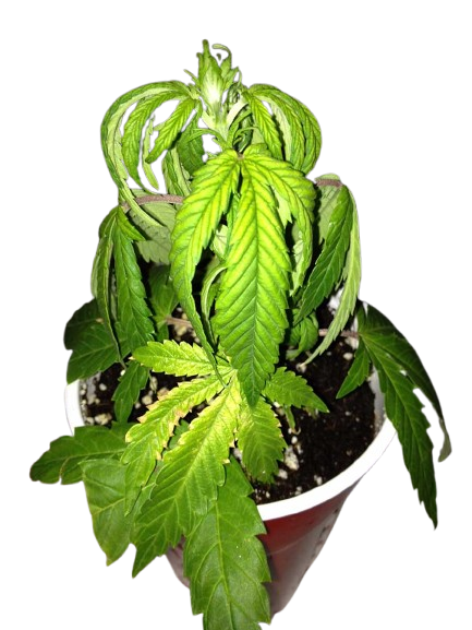 Cannabis öntözési fázisok