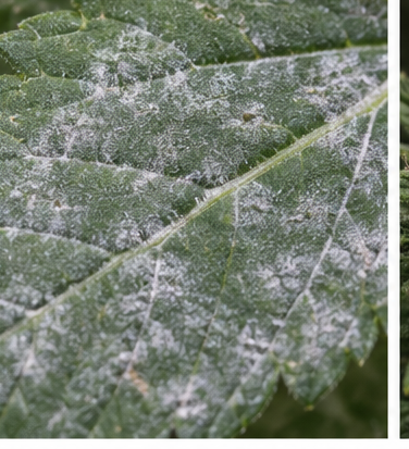 Powdery Mildew