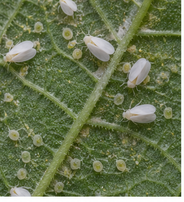 Whiteflies