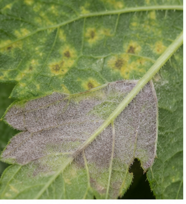 Downy Mildew