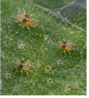 Spider Mites