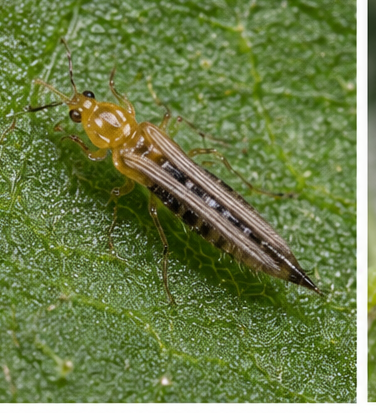 Thrips